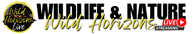 Volcoholics – Quality Live Streaming